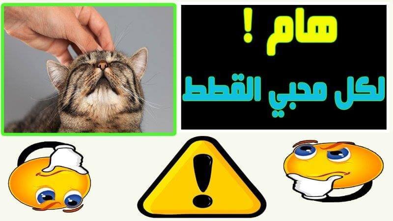 داء القطط