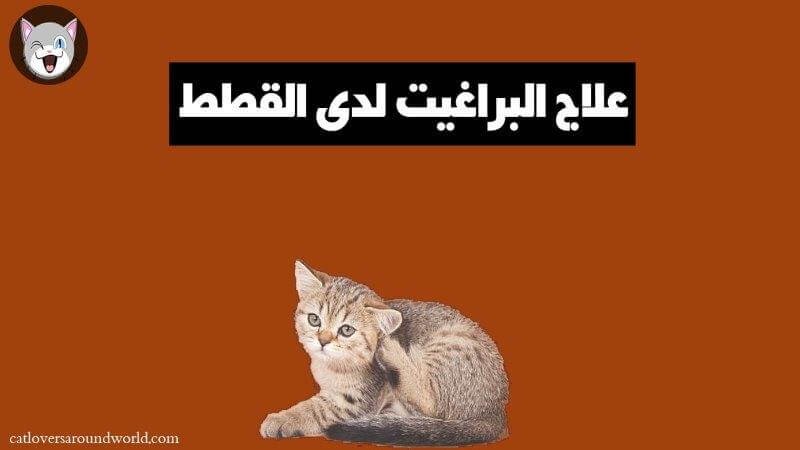 علاج البراغيت لدى القطط الصغيرة