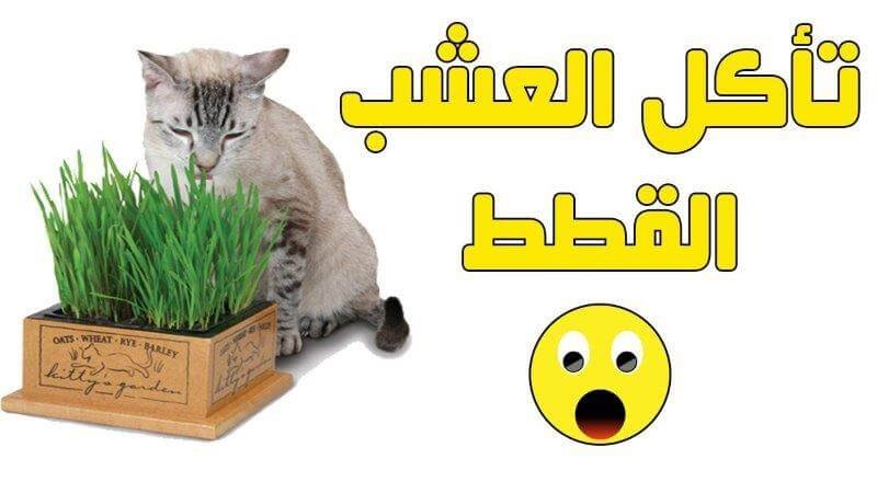 لماذا تأكل القطط العشب