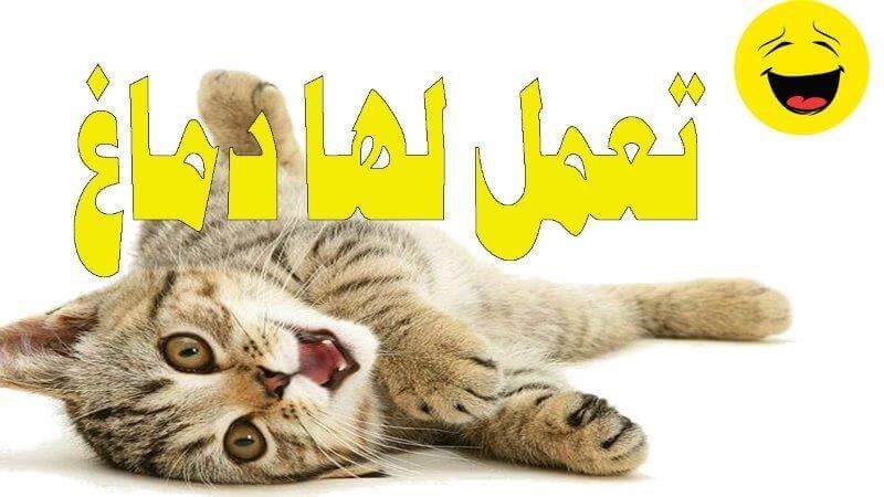 نعناع القطط