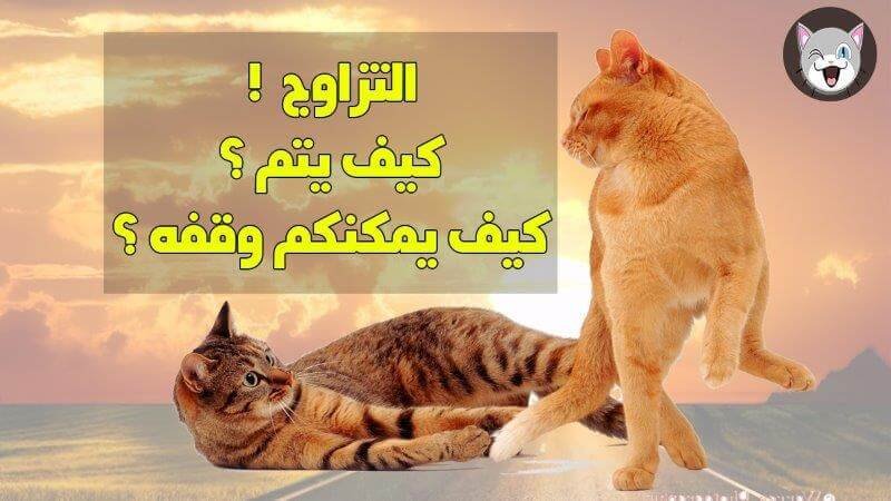 كيف تتزاوج القطط المنزلية