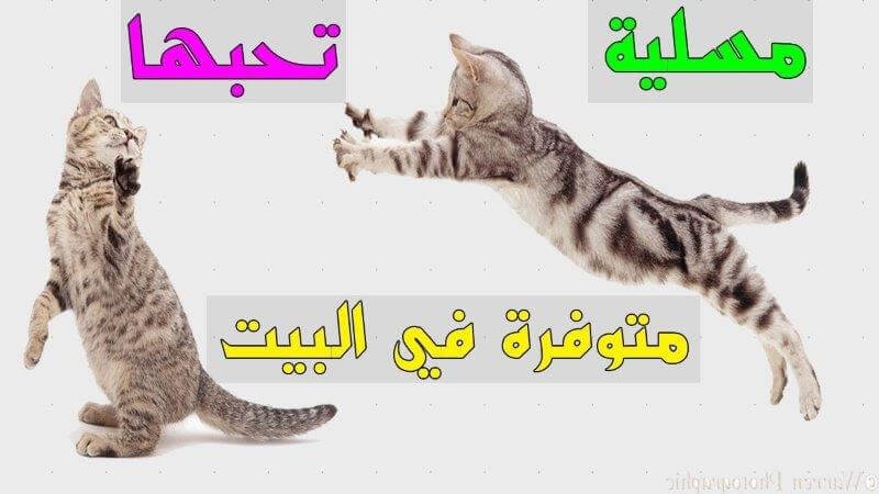 كيف تلعب القطط المنزلية