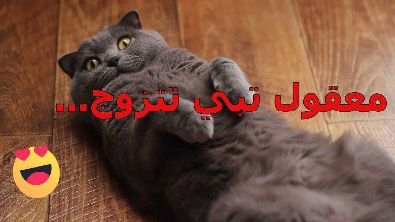 أسباب نوم القطط على ظهرها