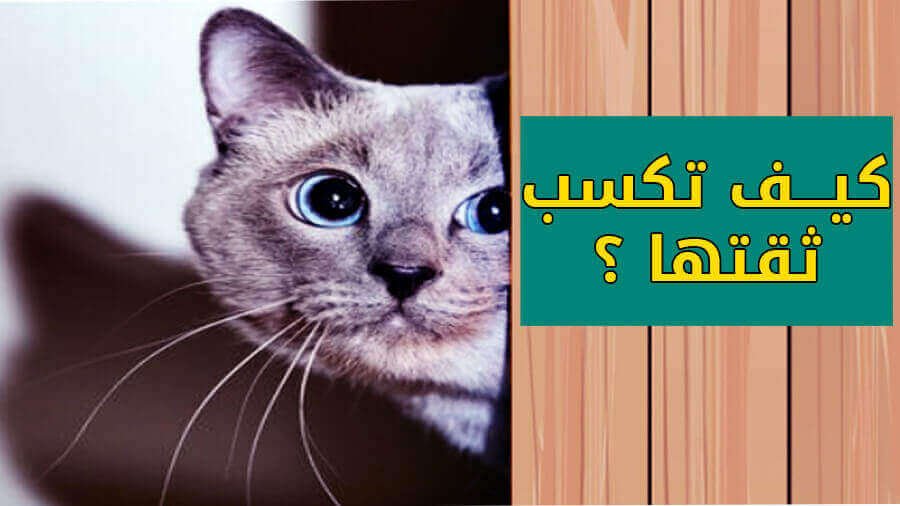 كيف تكسب ثقة القطط