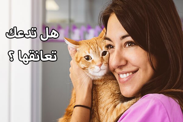 عناق القطط